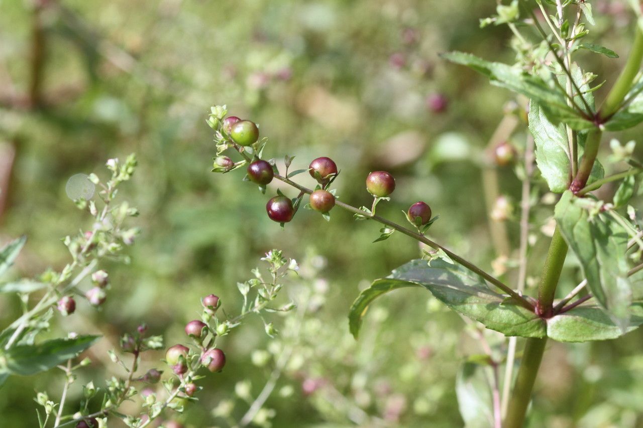 Veronica catenata fruit