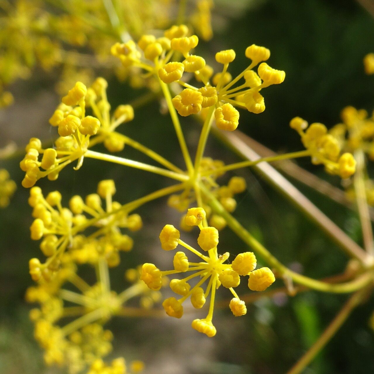 Opopanax chironium flower