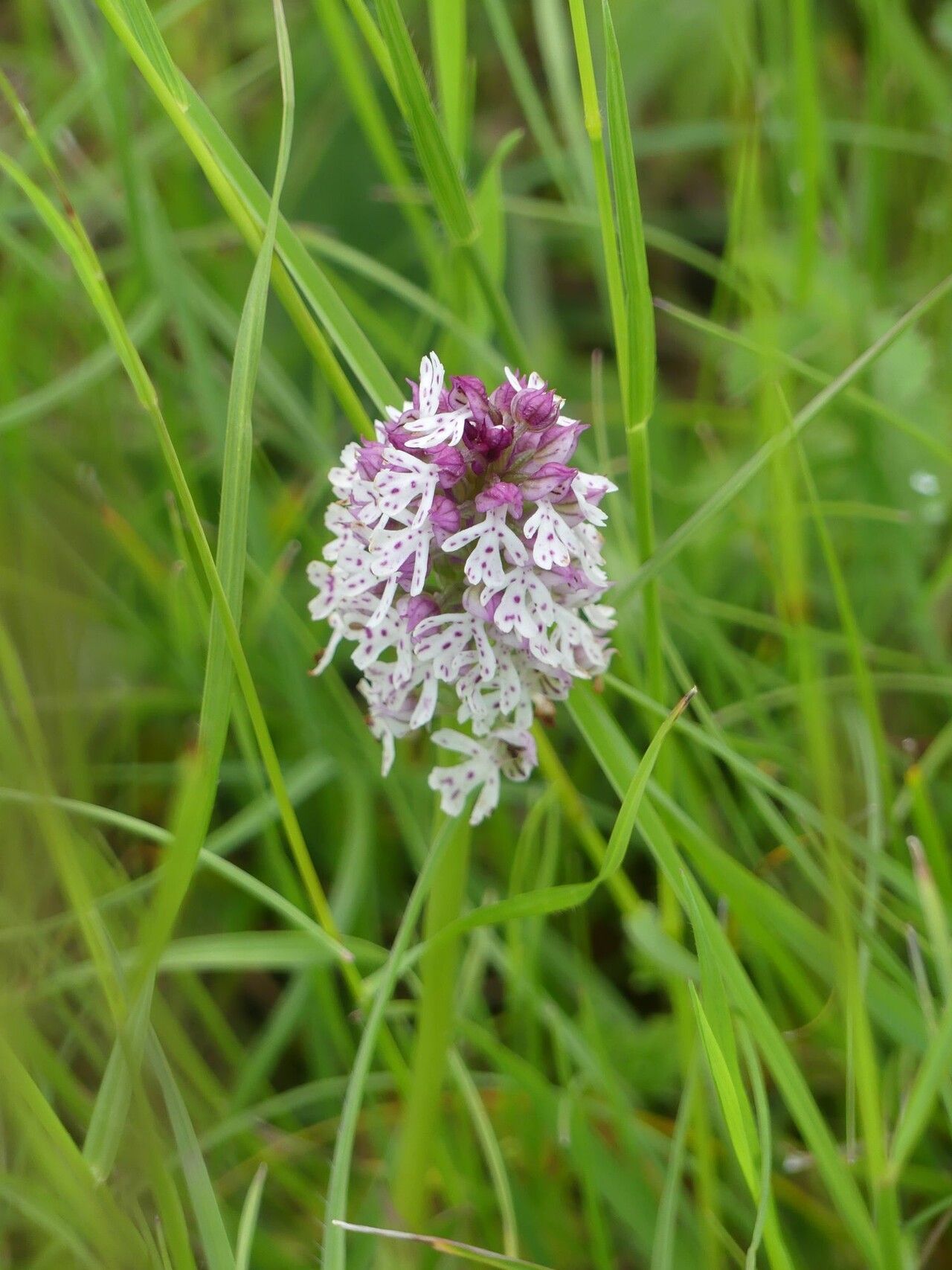 Neotinea × bugarachensis — houseplant care guide