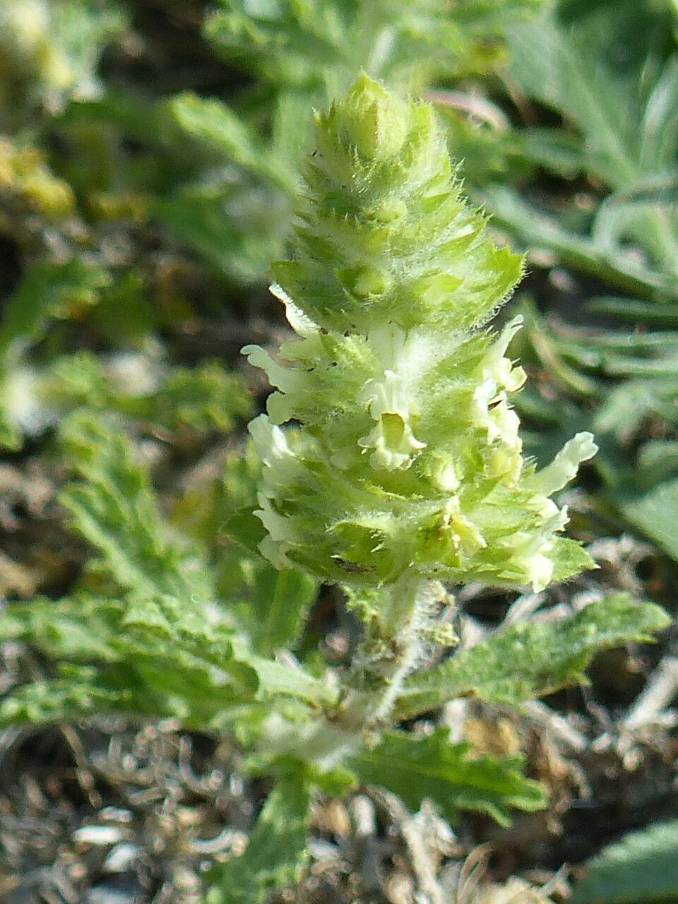 Sideritis provincialis — houseplant care guide