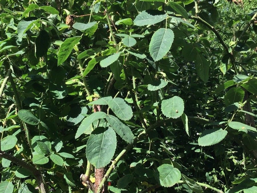 Rosa centifolia leaf