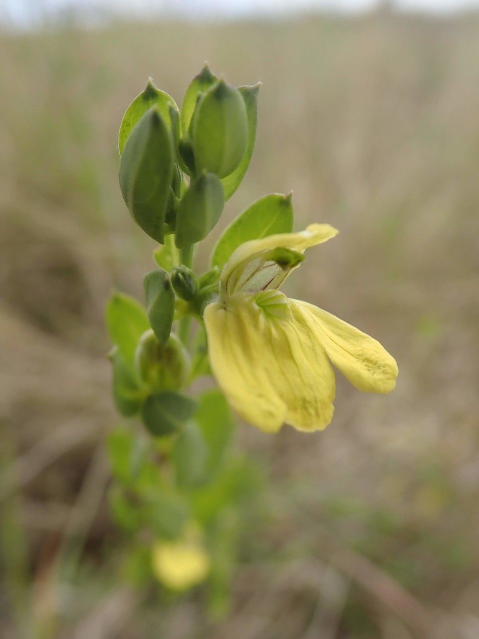 Justicia odora fruit