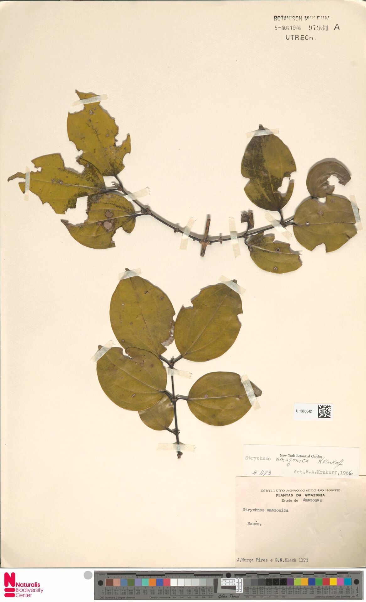 Strychnos amazonica leaf