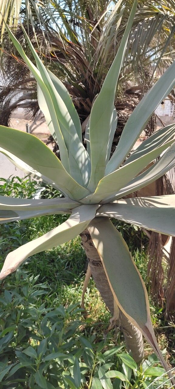 Agave weberi leaf