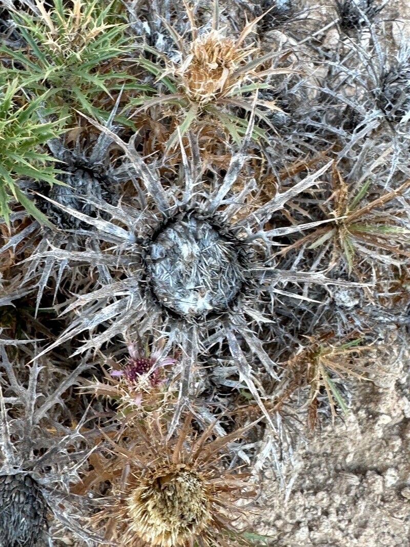 Atractylis tutinii fruit