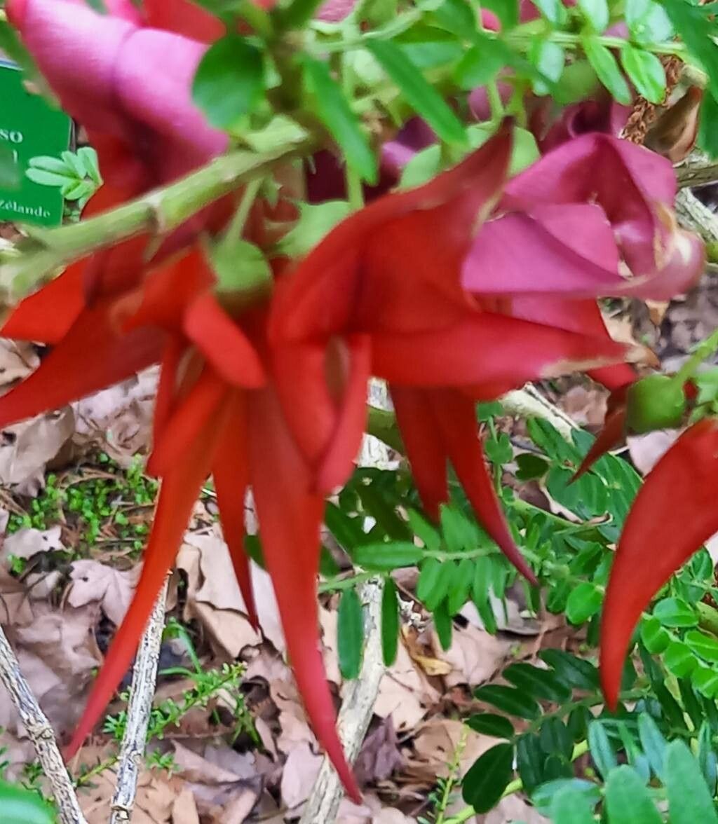 Clianthus magnificus flower