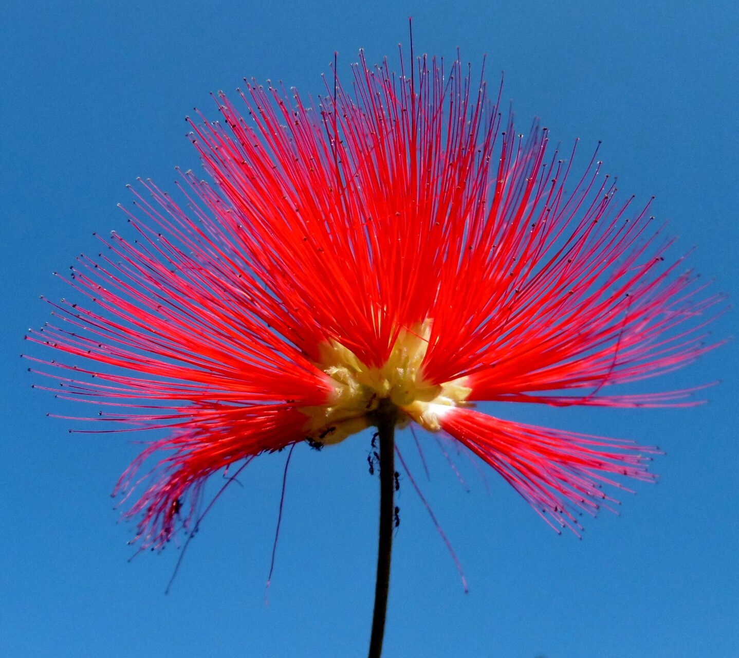 Calliandra tweediei flower