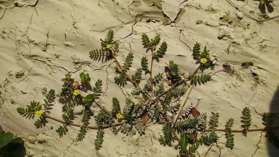 Tribulus terrestris flower