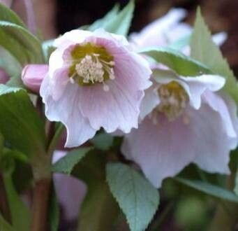 Helleborus thibetanus — search result for 'Helleborus'