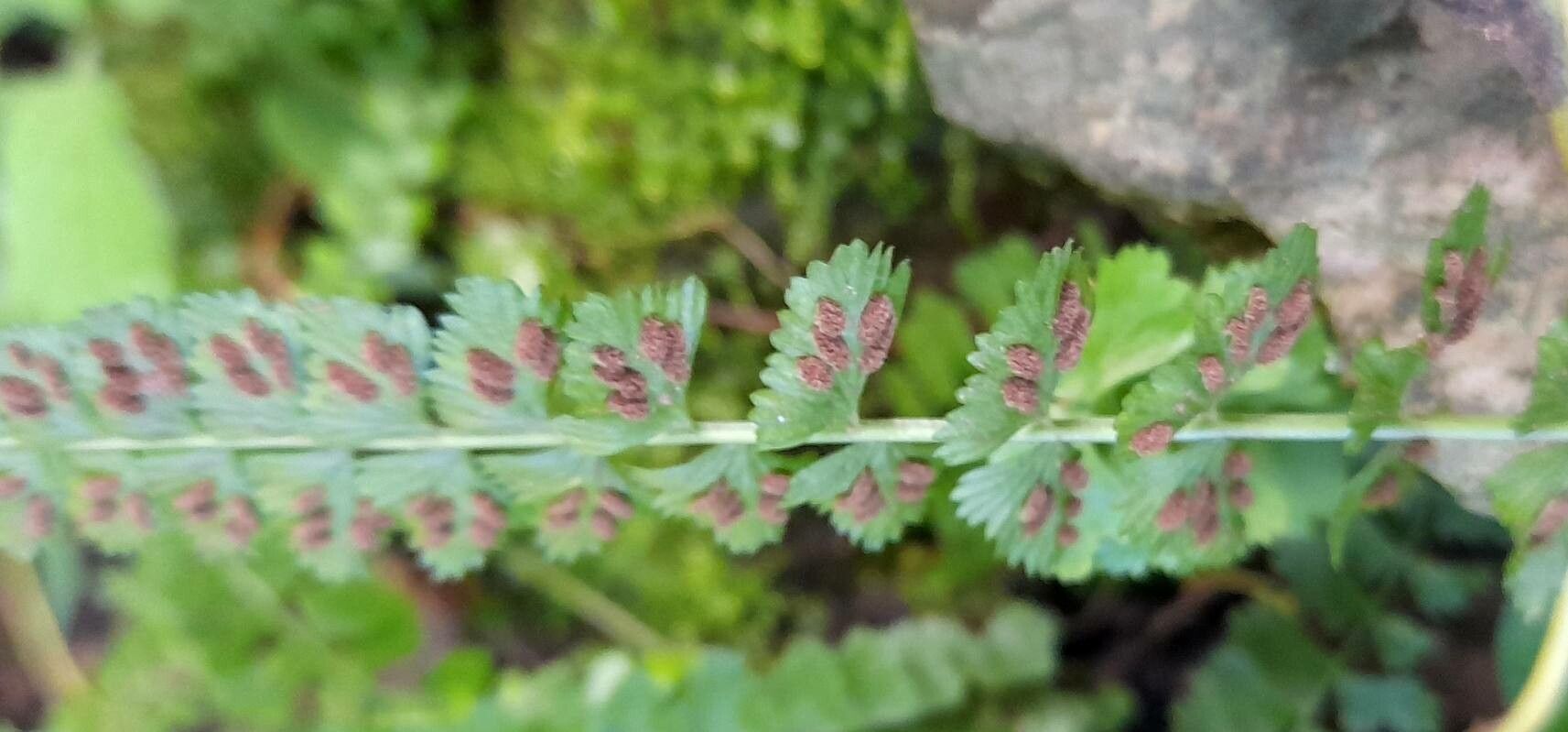 Asplenium lorentzii fruit