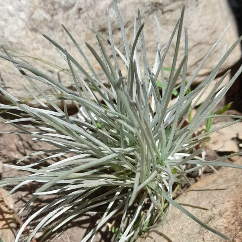 Plantago bismarckii habit