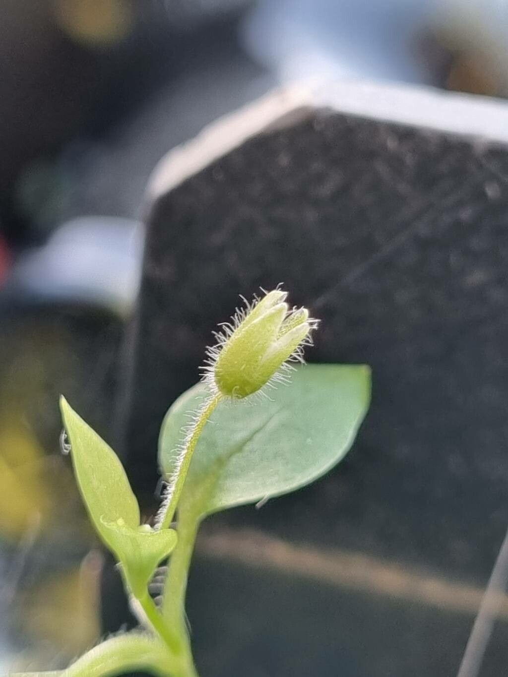 Stellaria apetala flower