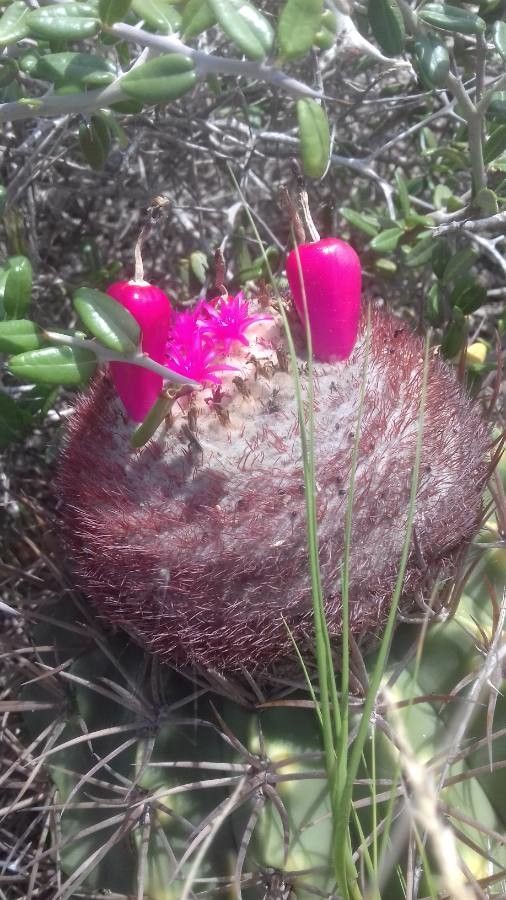 Melocactus curvispinus fruit