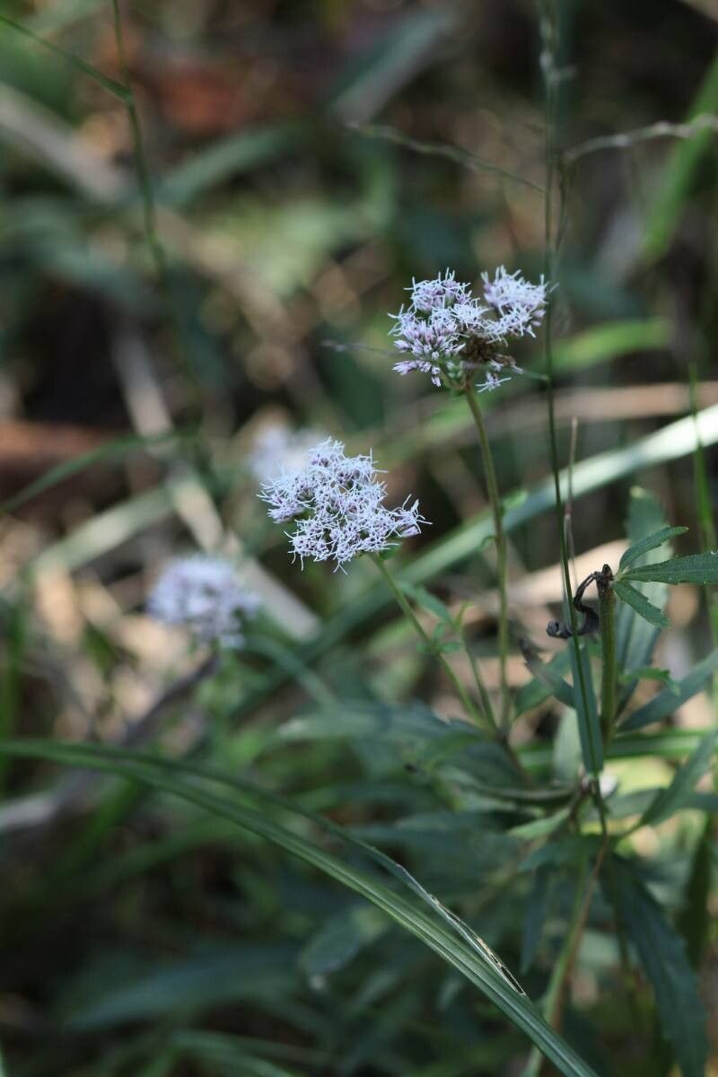 Eupatorium laciniatum — search result for 'Eupatorium'