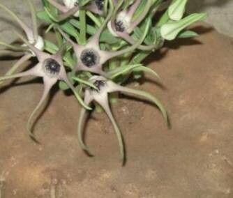 Ceropegia tanzaniensis — search result for 'Ceropegia'
