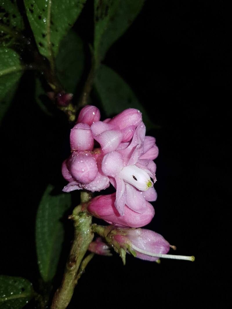 Symplocos povedae flower
