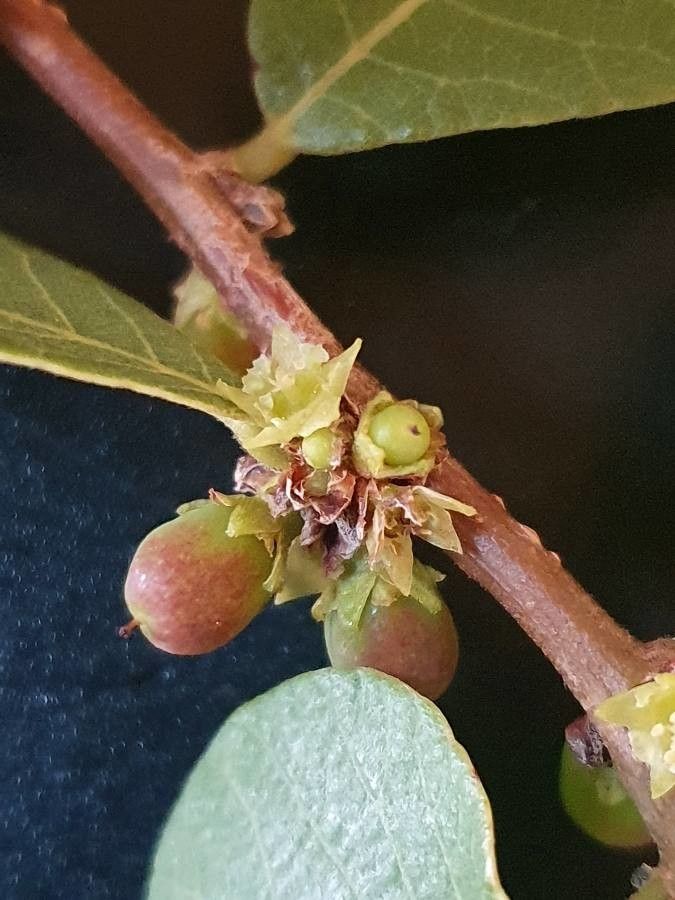 Bridelia taitensis fruit