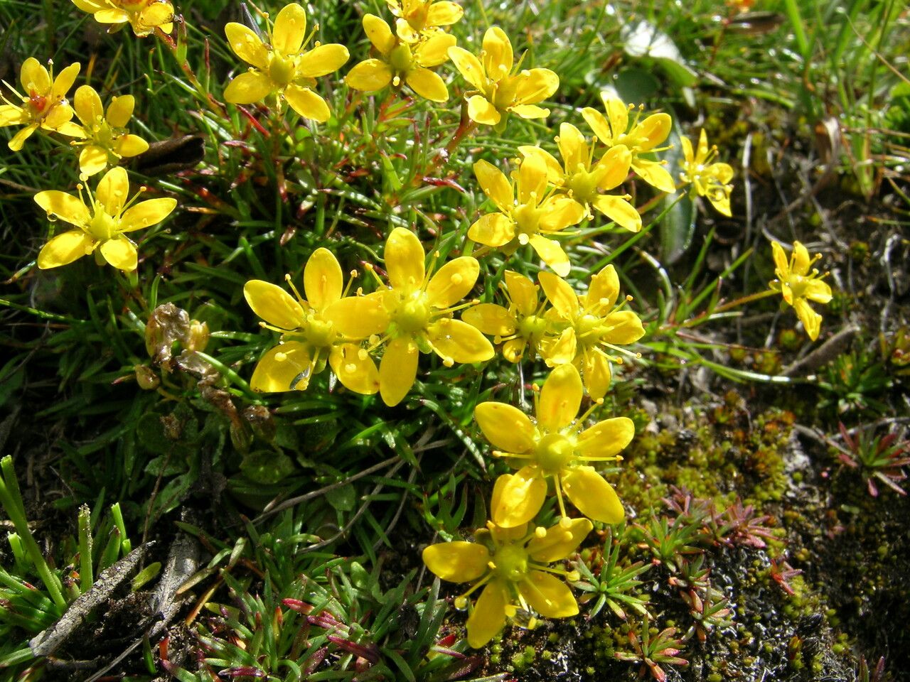 Saxifraga aristulata — houseplant care guide