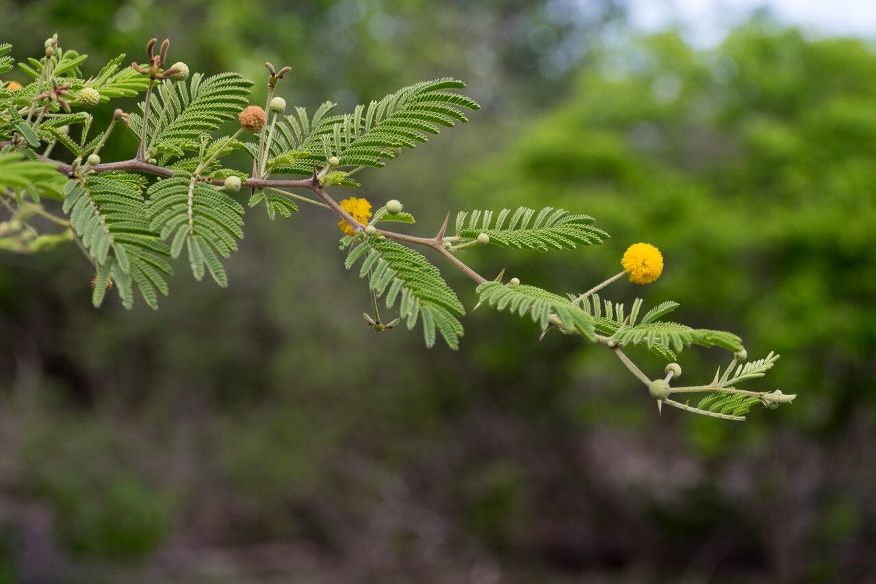 Vachellia tortuosa fruit
