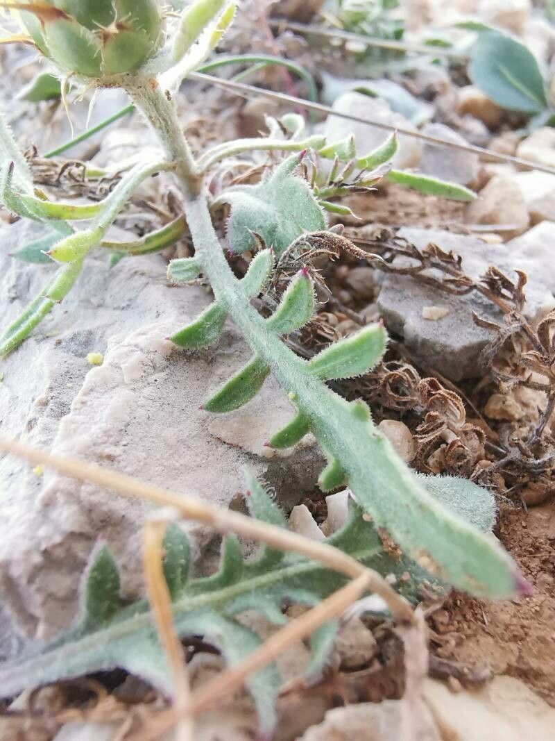 Centaurea salonitana — houseplant care guide