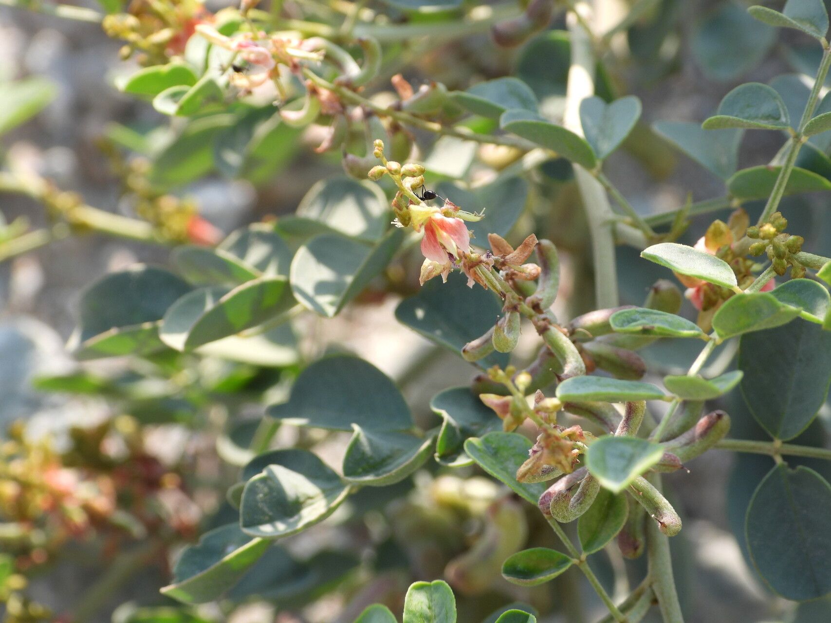 Indigofera coerulea flower
