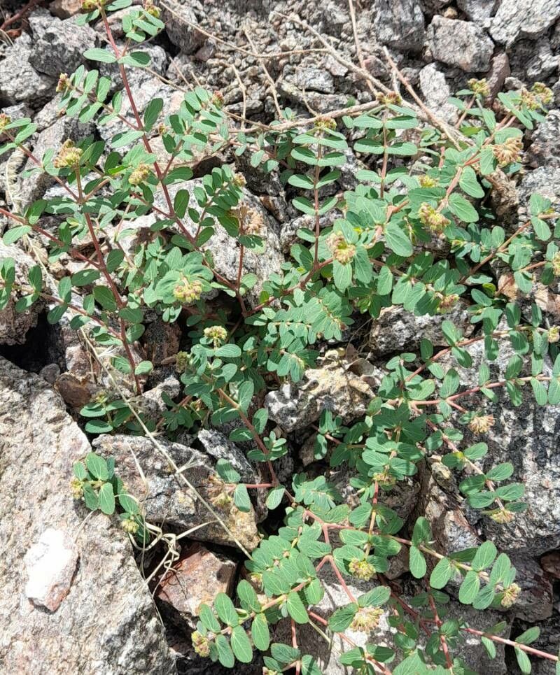 Euphorbia berteroana habit
