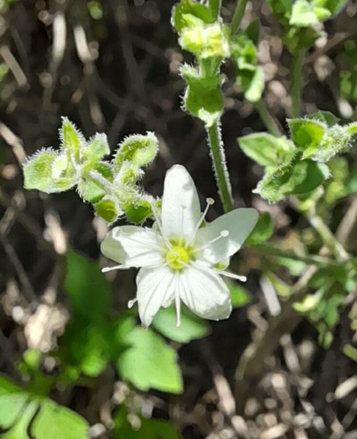 Arenaria catamarcensis flower
