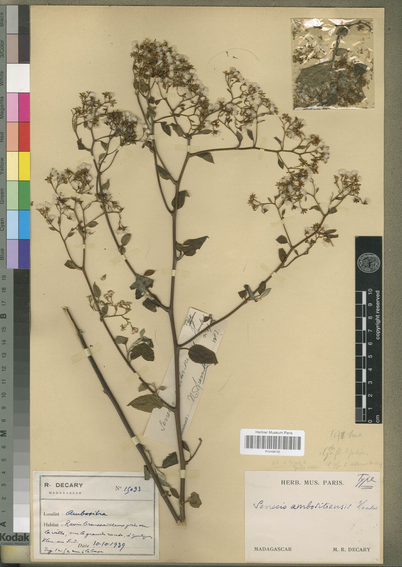 Senecio ambositrensis — houseplant care guide