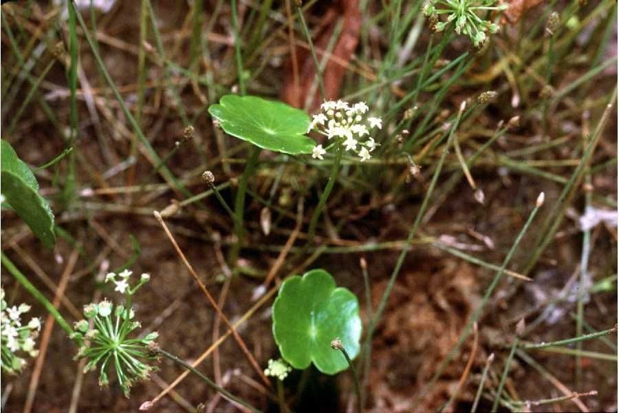 Hydrocotyle incrassata habit