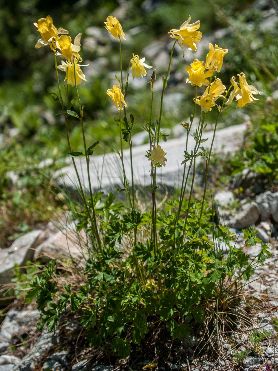 Aquilegia aurea habit