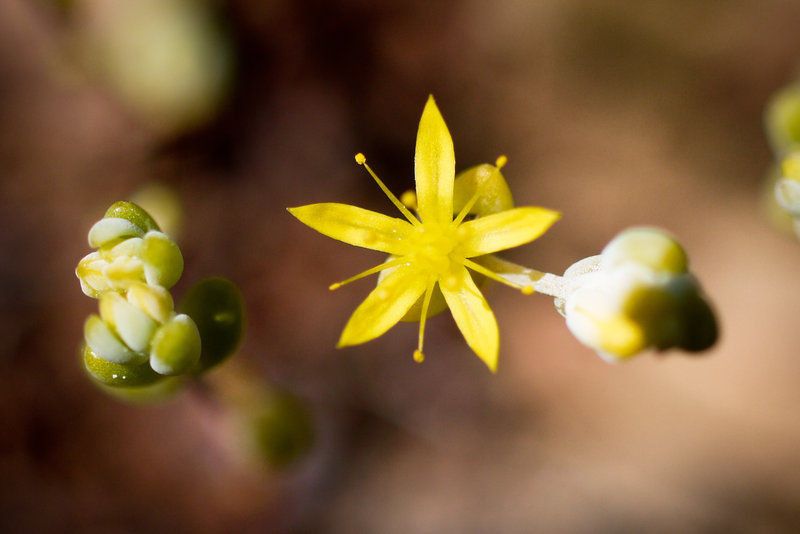 Sedella pumila — houseplant care guide