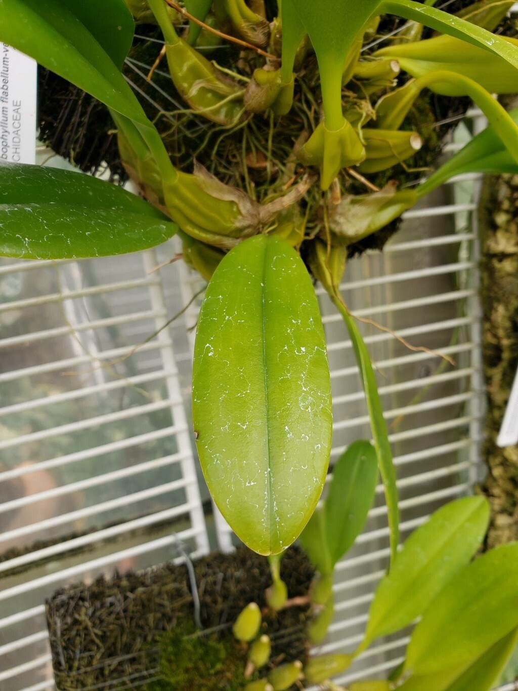 Bulbophyllum lepidum — houseplant care guide