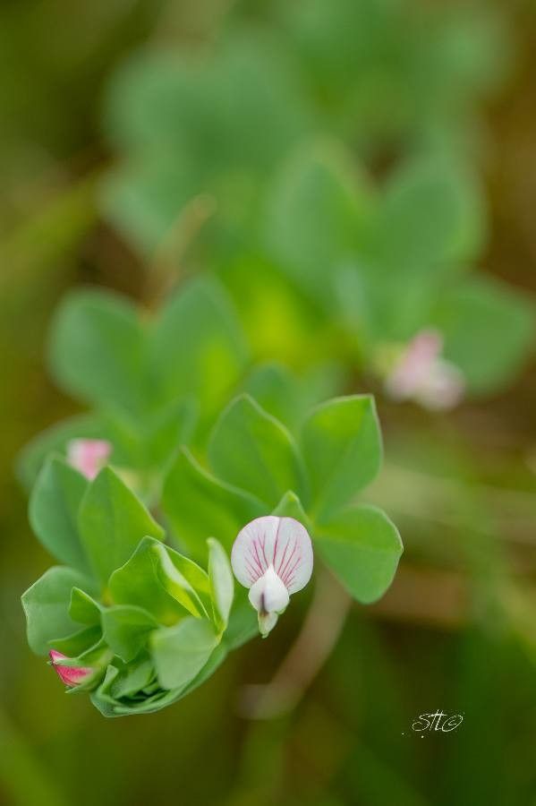Lotus conimbricensis flower