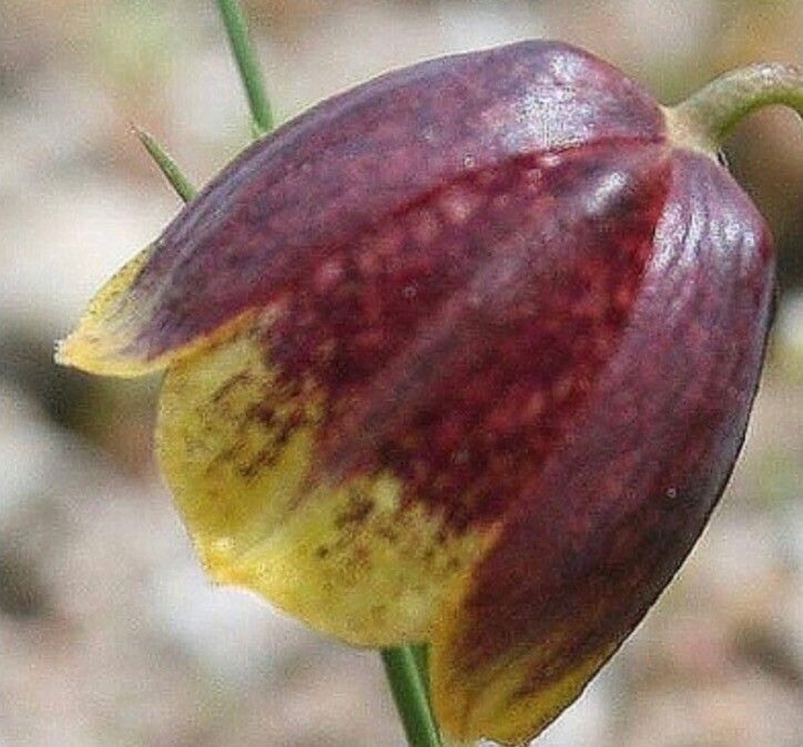 Fritillaria kurdica — houseplant care guide
