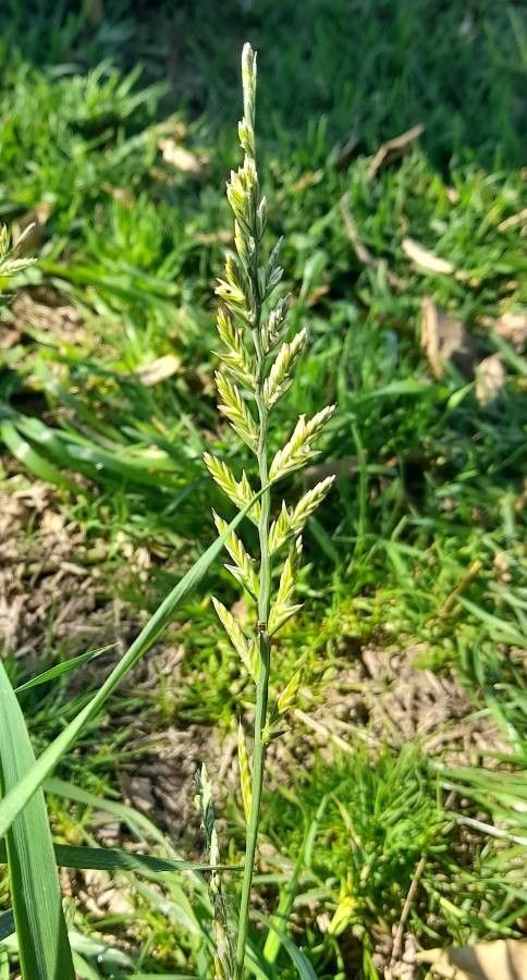 Lolium multiflorum fruit