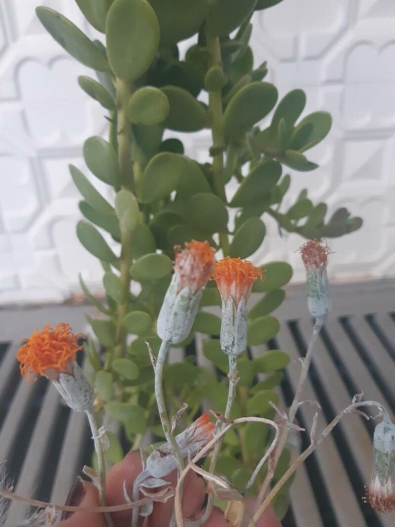 Kleinia petraea flower