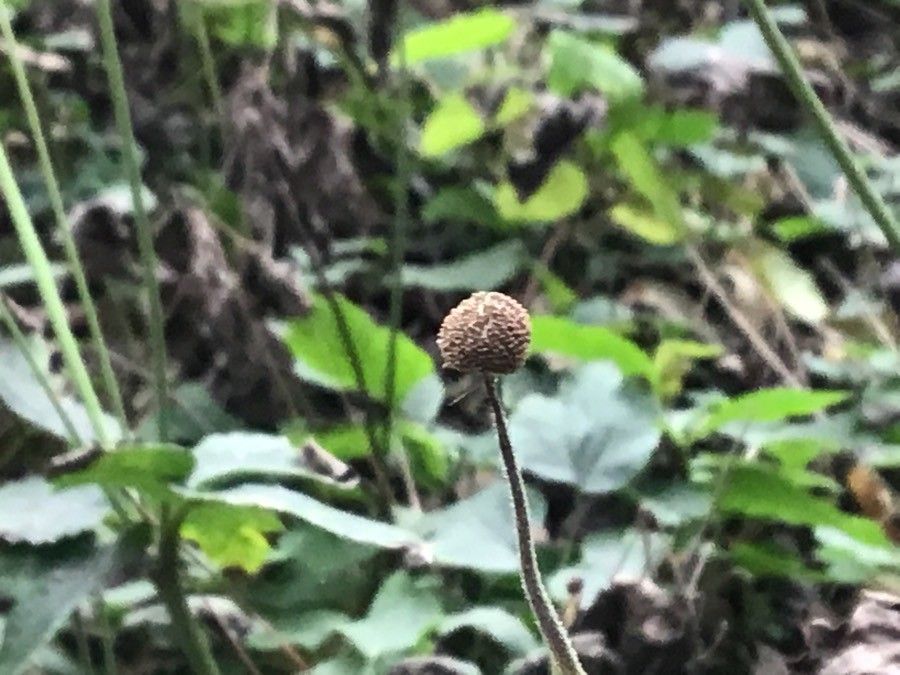 Clematis florida fruit