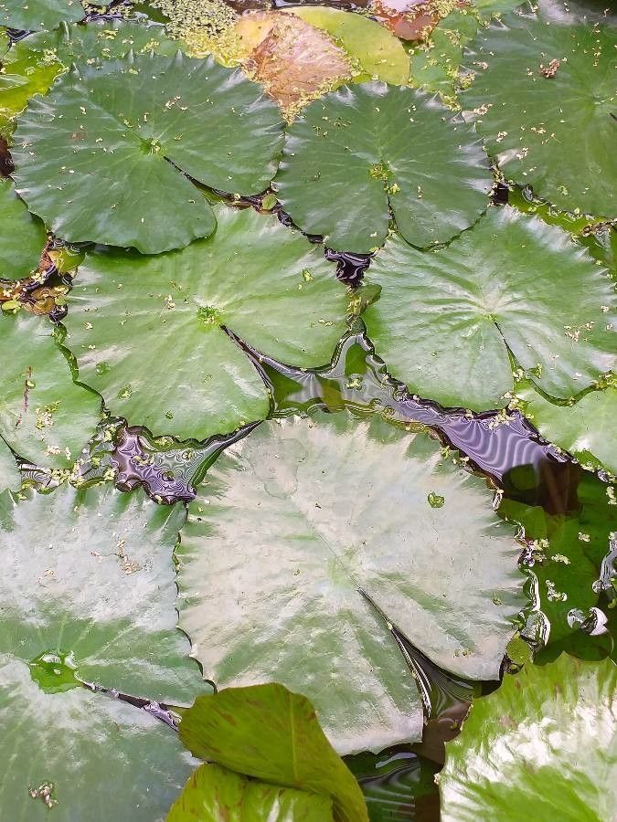 Nymphaea lotus — large blooms houseplant