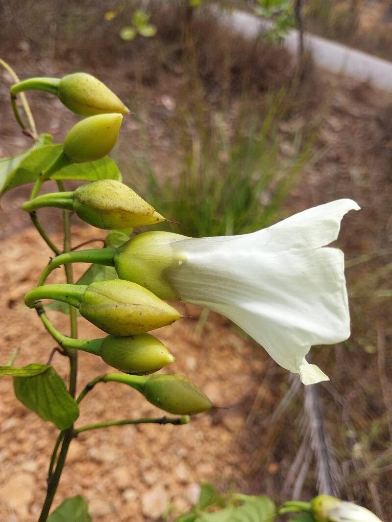 Decalobanthus peltatus flower
