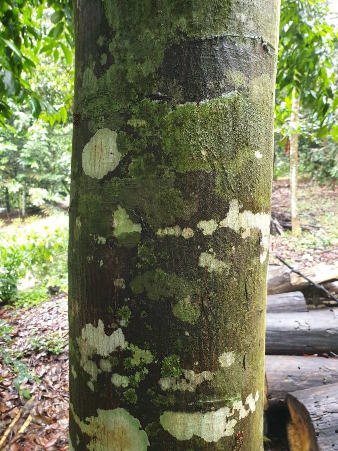 Neobalanocarpus heimii bark