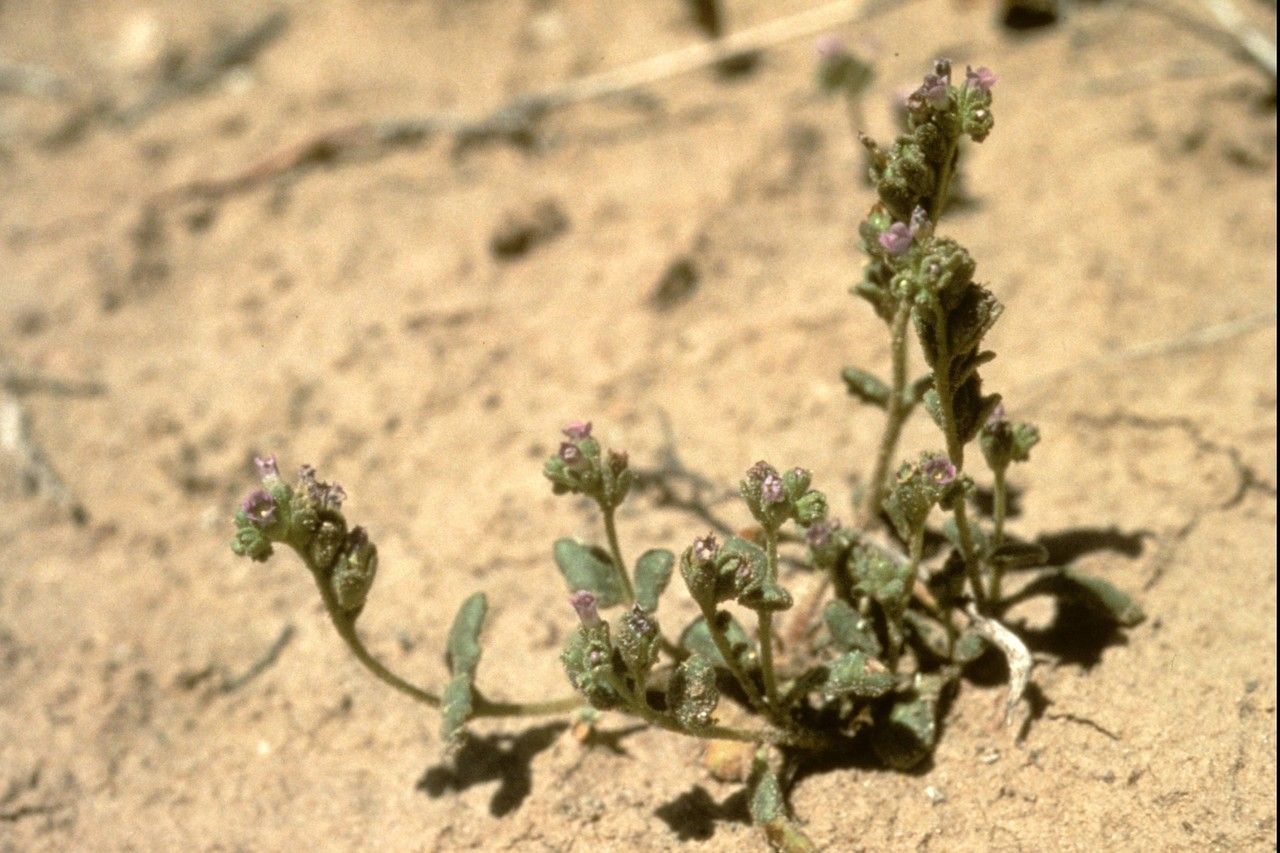 Phacelia parishii habit
