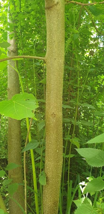 Fallopia japonica bark