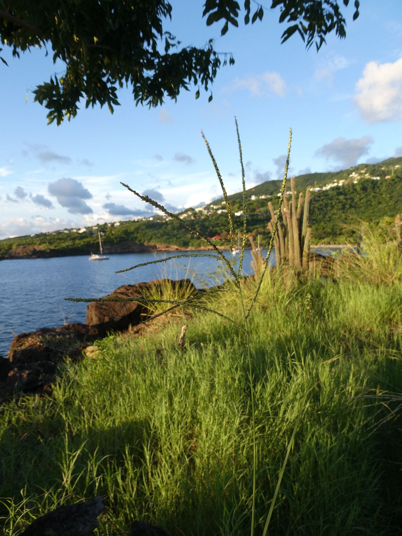 Paspalum pleostachyum habit