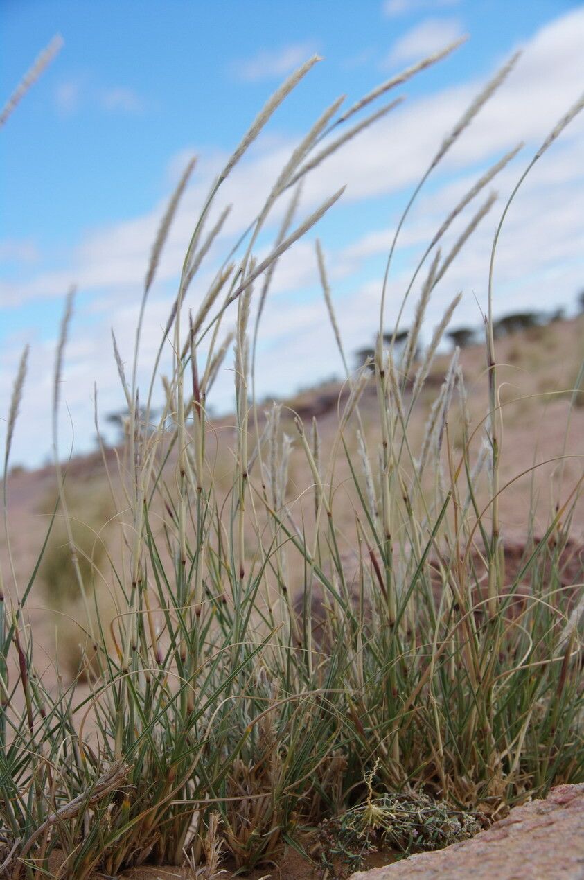 Lasiurus scindicus flower