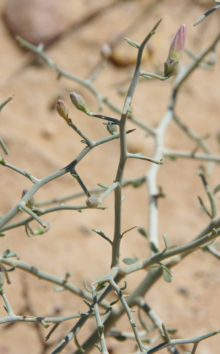 Convolvulus trabutianus bark