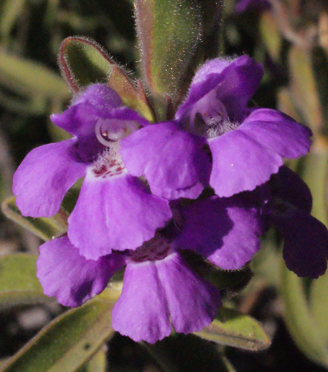 Hemigenia incana flower