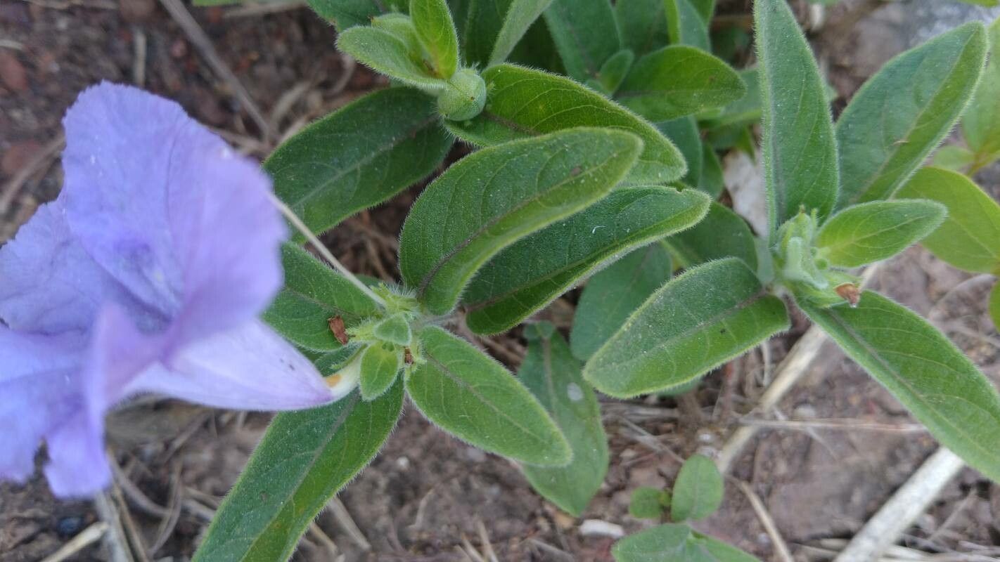 Ruellia humilis leaf