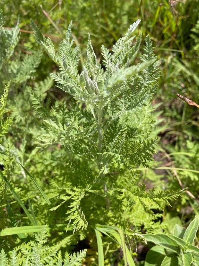 Artemisia afra bark