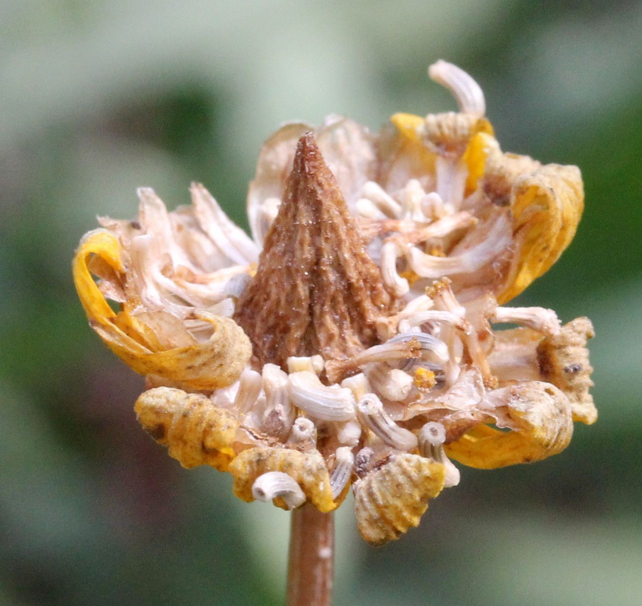 Coleostephus myconis fruit