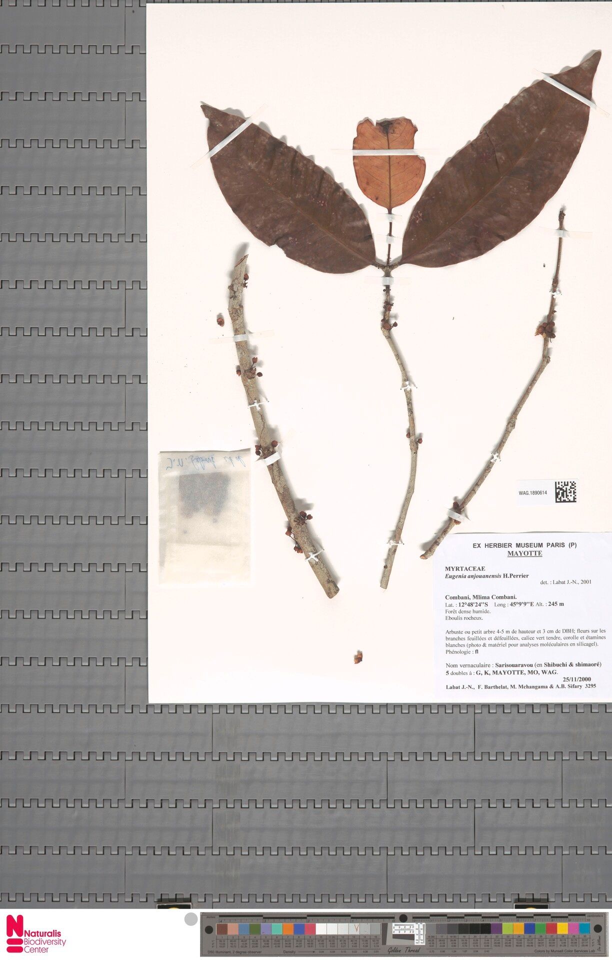 Eugenia humblotii — houseplant care guide